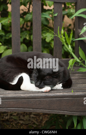 Black and white cat curled up on a wooden garden bench Stock Photo