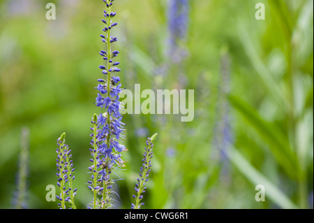Veronica spicata, Spiked Speedwell Stock Photo