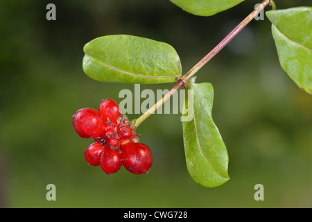 HONEYSUCKLE Lonicera periclymenum (Caprifoliaceae) Stock Photo