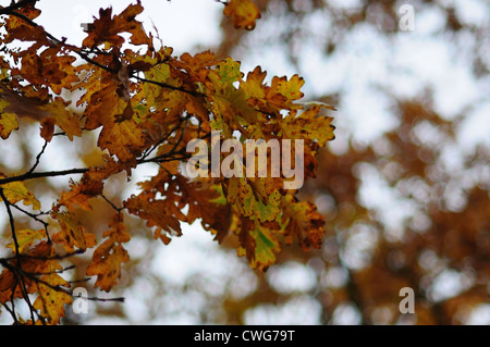 Yellow oak leaves on a branch, late autumn. Stock Photo