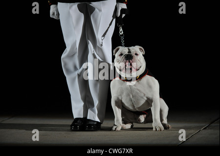 The Official US Marine Corps Mascot, Lance Corporal Chesty XIII sits at center walk with his handler during the Evening Parade at Marine Barracks Washington, April 30, 2010. Stock Photo