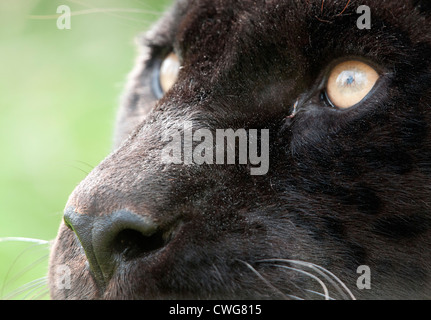 Female black jaguar (close-up on eyes) Stock Photo