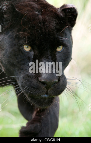 Athena a black jaguar big cat at the Wildlife Heritage Foundation in ...