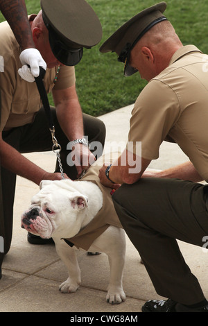 Sergeant Chesty XIII, the official mascot Marine Corps, stands on Center walk after being promoted to his current rank during a ceremony at the Barracks June 1, 2012. Renowned for his tough, muscular, and aggressive appearance, the English bulldog has been serving as a corporal since May 2010. Sgt. Chesty is always on duty at the Barracks, motivating spectators and guests at countless performances both here and abroad. Stock Photo