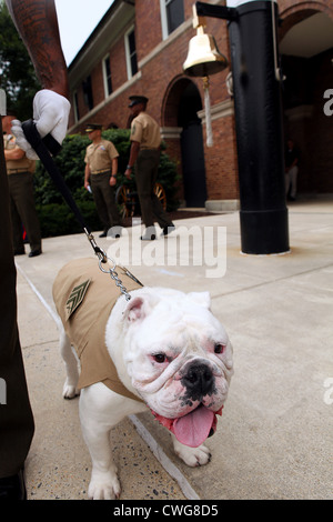 Sergeant Chesty XIII, the official mascot Marine Corps, after being promoted to his current rank during a ceremony June 1, 2012. Renowned for his tough, muscular, and aggressive appearance, the English bulldog has been serving as a corporal since May 2010. Sgt. Chesty is always on duty at the Barracks, motivating spectators and guests at countless performances both here and abroad. Stock Photo