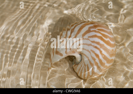 nautilus shell in the sea wave, close up Stock Photo