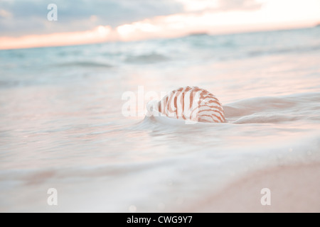 nautilus shell in the sea wave and sunrise Stock Photo