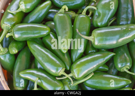 A basket full of hot, ripe, organic jalapeno peppers Stock Photo