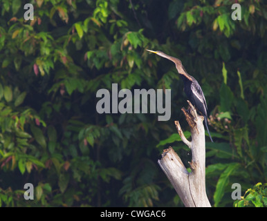 Oriental Darter, Anhinga melanogaster, sitting on a dead tree, Sabah, Malaysia Stock Photo