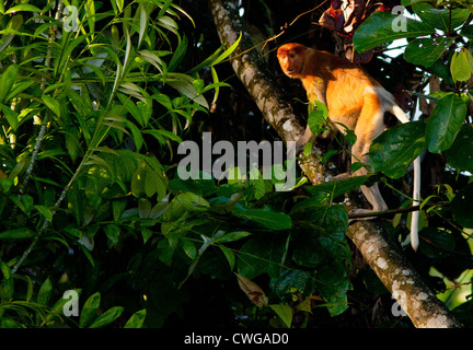 Proboscis monkey, Nasalis larvatus, climbing a tree, Sabah, Malaysia Stock Photo