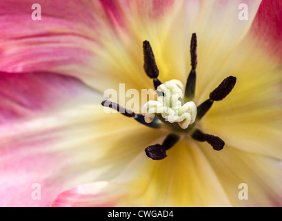 Close-up of the inside of a tulip Stock Photo