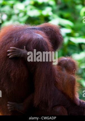 Mother and baby Orangutan, Pongo pygmaeus, Sabah, Malaysia Stock Photo