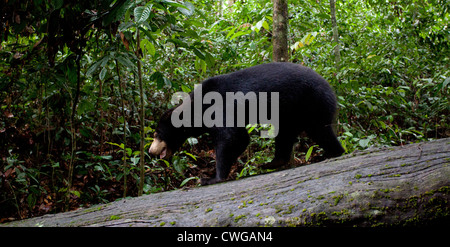 Sun Bear, Helarctos malayanus, Bornean Sun Bear Conservation Centre, Sabah, Malaysia Stock Photo