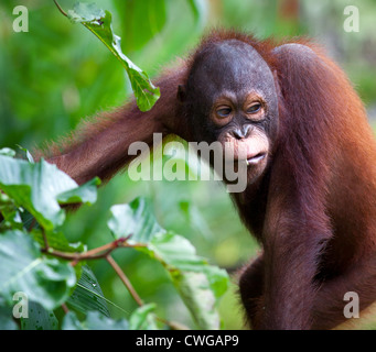 Young Orangutan, Pongo pygmaeus, Sabah, Malaysia Stock Photo