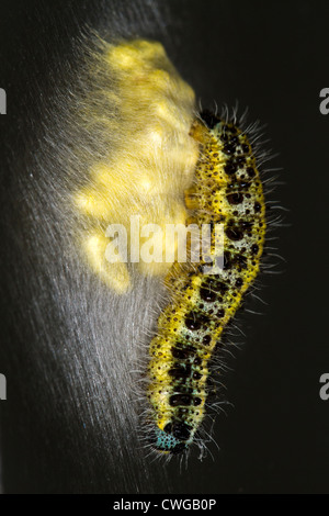 Caterpillar of the cabbage white butterfly (Pieris brassicae) guarding cocoons of the parasitic braconid wasp Cotesia glomerata. Stock Photo