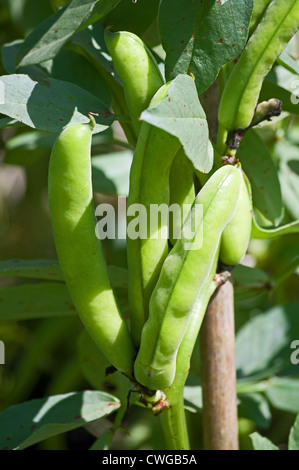 Broad beans Aquadulce Claudia growing in vegetable garden in summer sunshine, Cumbria, England UK Stock Photo