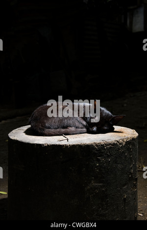Small black cat sleeping on tree stump Stock Photo