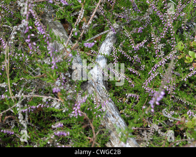 old stump with mosses, lichen and grasses in spring / alter Baumstumpf mit Moos, Flechten und Gräsern Stock Photo