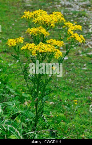 Common Ragwort - Senecio jacobaea Stock Photo