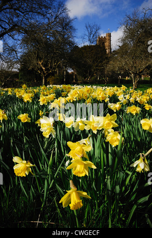 A view of Nertherbury Church through daffodils in Spring UK Stock Photo