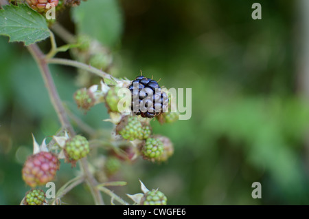 Ripe and unripe blackberries on a single branch Stock Photo