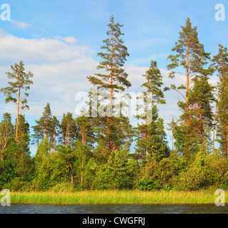 A pine forest on coast evening summer lake. Stock Photo