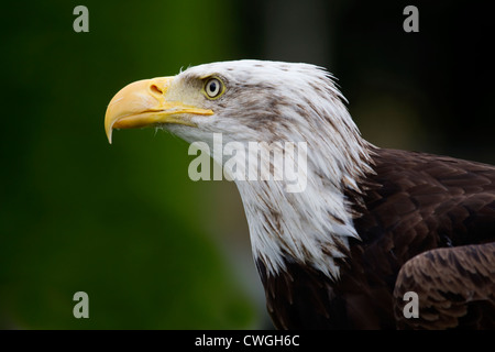 Bald Eagle (Haliaeetus leucocephalus ) close up headshot in profile taken under controlled conditions Stock Photo