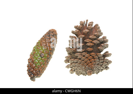 Two pinecones isolated on white background Stock Photo