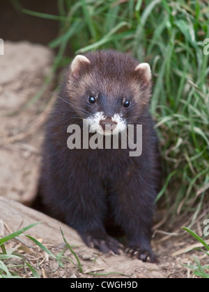 European Polecat (Mustela putorius), UK Stock Photo