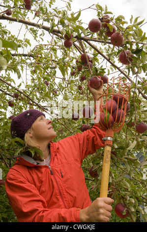 A woman picking apples from a tree, Durango, Colorado. Stock Photo