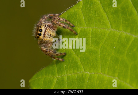 Macro photography of a Jumping Spider ready for attack Stock Photo