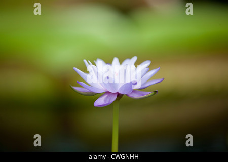 A purple water lily in flower Stock Photo