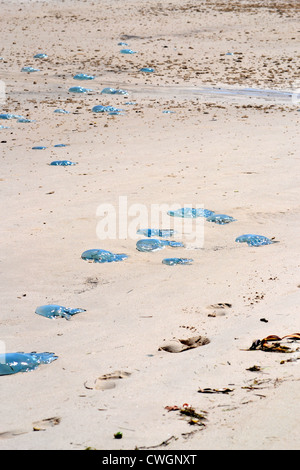 many Blue Blubber (Catostylus mosaicus) Jellyfish washed up on a beach at Bribie Island, Queensland, Australia Stock Photo