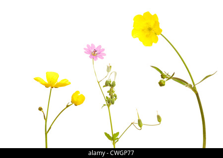 Meadow Buttercup (Ranunculus acris) and Dove's-Foot Crane's Bill (Geranium molle) in summer on white background Stock Photo