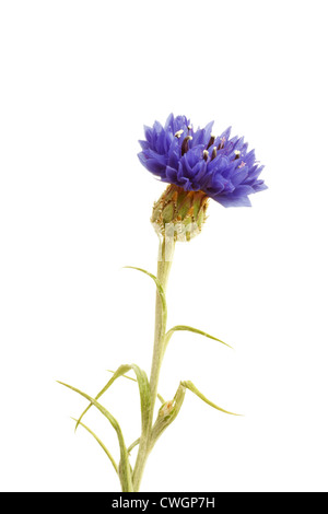Blue Cornflower (Centaurea cyanus) in summer on white background Stock Photo