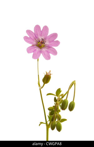 Dove's-Foot Crane's Bill (Geranium molle) in summer on white background Stock Photo