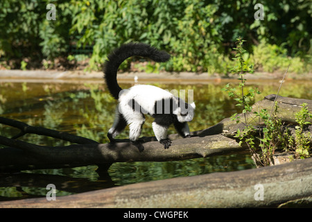 Black-and-white ruffed lemur in zoo Stock Photo