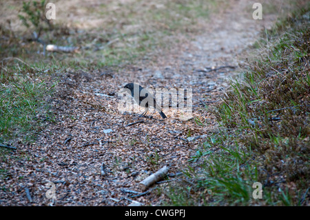 New Zealand Robins are endemic to New Zealand and live along forest edges.  Langbeinschnäpper sind in Neuseeland endemisch. Stock Photo