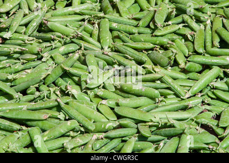 many fresh green pea pods Stock Photo