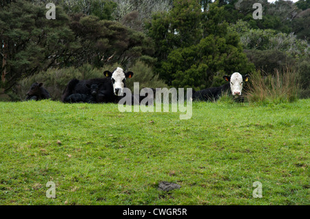 Cattle and calves on a pasture near Kaihoka Lakes in New Zealand.  Kühe und Kälber auf einer Weide an den Kaihoka-Seen in NZ. Stock Photo