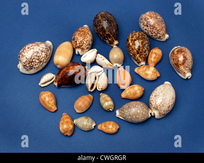 Cowrie Shell Coillection Stock Photo