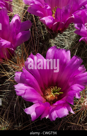 Flowering cactus in the desert - Bib Bend National Park, Texas Stock Photo