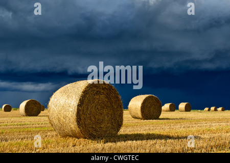 Round hay bales in field with dark storm clouds behind, near Witchford, Cambridgeshire, England Stock Photo