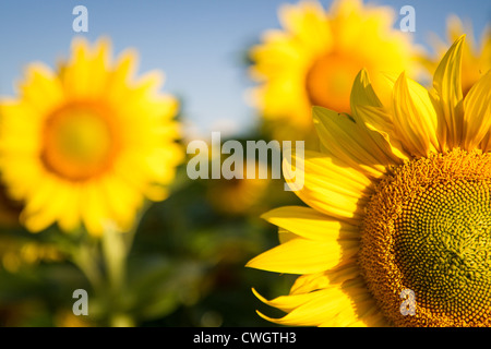 A field of sunflowers with one close to the camera Stock Photo - Alamy