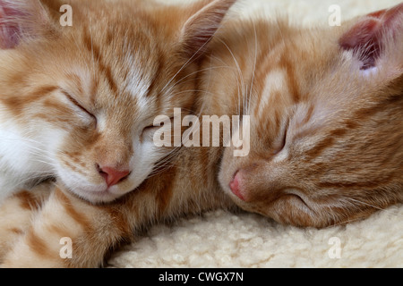 Two Ginger Kittens Sleeping Together Stock Photo