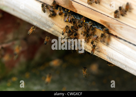 Honey Bees Arriving at the Hive with Sacks full of pollen Stock Photo