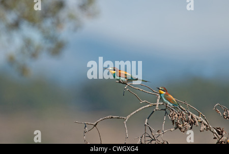 European Bee-eaters, Merops apiaster. Spain.