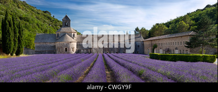 Rows of lavender lead to Abbaye de Senanque near Gordes in the Luberon, Provence, France Stock Photo