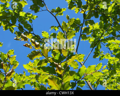 beech, leaves, blue sky / Buche, Blätter, blauer Himmel Stock Photo