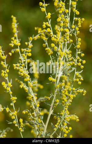 yellow flower wormwood (Artemisia absinthium) on meadow Stock Photo